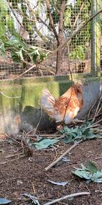 Kriel hennentjes en haantjes te koop., Dieren en Toebehoren, Pluimvee
