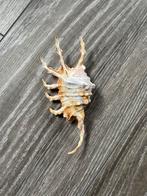 Schelp, Ophalen of Verzenden, Schelp(en)