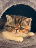 kittens Exotische korthaar, Meerdere dieren, Gechipt, 0 tot 2 jaar
