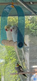 Couple de Perruche à Collier, Plusieurs animaux, Perruche, Bagué