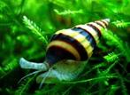 Hobbyaquarium Slaketende slak / anatome helena, Poisson d'eau douce, Escargot ou Mollusque