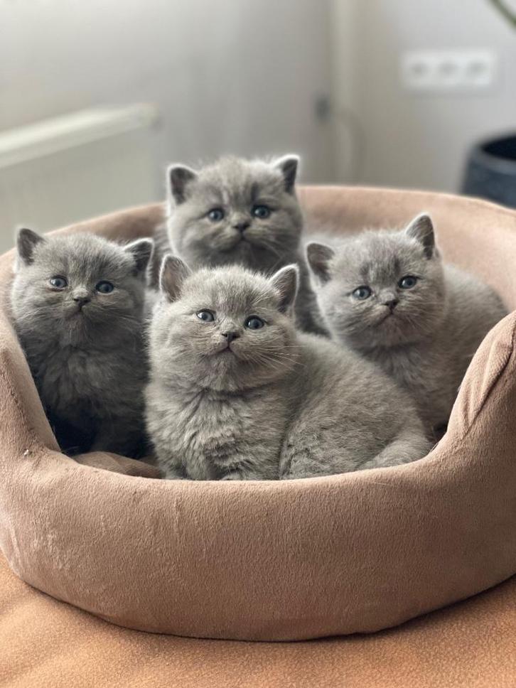 Britse korthaar kittens, Dieren en Toebehoren, Katten en Kittens | Raskatten | Korthaar, Poes, 0 tot 2 jaar, Gechipt, Ontwormd