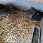 konijnen, Dieren en Toebehoren, Konijnen, Geslacht onbekend, Groot, 0 tot 2 jaar