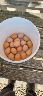 Parelhoen eitjes bevrucht, Dieren en Toebehoren, Pluimvee | Toebehoren, Ophalen of Verzenden, Zo goed als nieuw