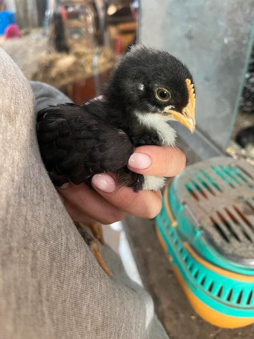 Olive Egger haantje, Dieren en Toebehoren, Pluimvee