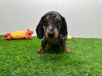 Dwergteckel pups, Dieren en Toebehoren, België, 8 tot 15 weken, Korthaar, CDV (hondenziekte)
