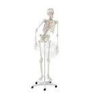 Skelet Peter anatomie fysiotherapie opleiding geen 1249 maar, Boeken, Ophalen, Zo goed als nieuw