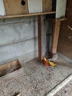 fazanten, Dieren en Toebehoren, Pluimvee, Meerdere dieren, Overige soorten