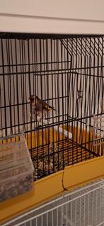 Chardonerer parva tenisien, Dieren en Toebehoren, Ophalen, Zo goed als nieuw