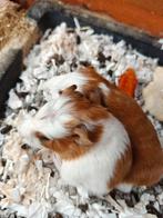 Cavia's te koop, Dieren en Toebehoren, Knaagdieren, September, Cavia