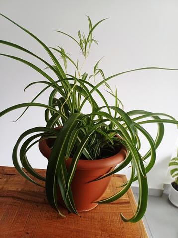 Chlorophytum bonnie  beschikbaar voor biedingen