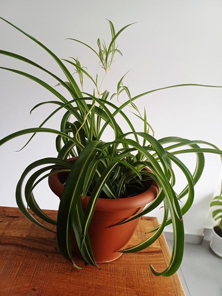Chlorophytum bonnie, Maison & Meubles, Plantes d'intérieur, Enlèvement