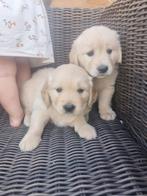 Prachtige golden retriever pups, Golden retriever, België, 8 tot 15 weken, CDV (hondenziekte)