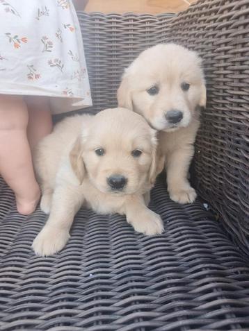 Prachtige golden retriever pups  beschikbaar voor biedingen