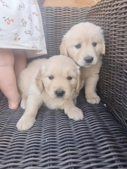 Prachtige golden retriever pups, Dieren en Toebehoren, Honden | Retrievers, Spaniëls en Waterhonden, Meerdere dieren, Golden retriever