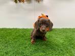 Dwergteckel en standaard pups, België, 8 tot 15 weken, Korthaar, CDV (hondenziekte)