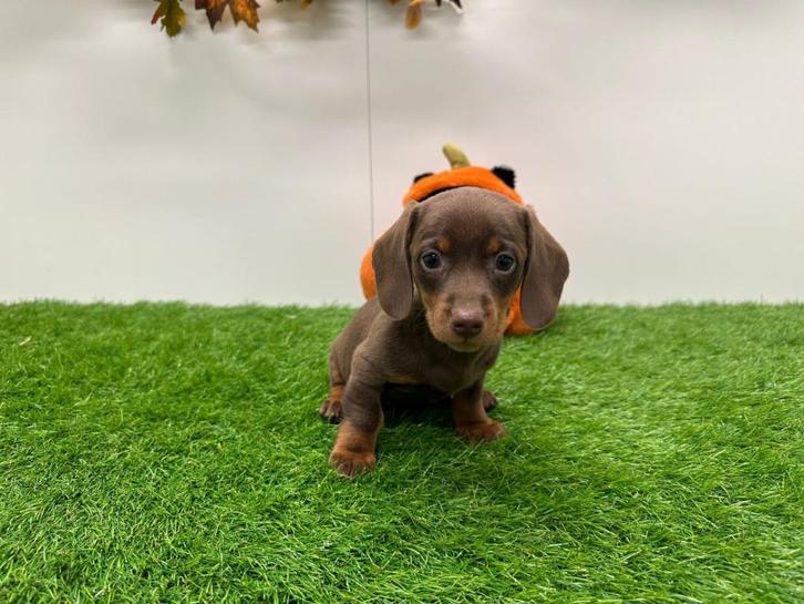 Dwergteckel en standaard pups, Dieren en Toebehoren, Honden | Teckels en Dashonden, Meerdere dieren, Korthaar, Dwerg, Fokker | Professioneel