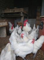 Broedeieren Poule de Bresse, Dieren en Toebehoren, Pluimvee