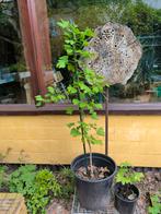 ginkgo biloba, Tuin en Terras, Planten | Bomen, Ophalen of Verzenden