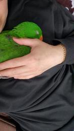 Eclectus EAM 1 jarige man, Dieren en Toebehoren, Mannelijk, Papegaai, Pratend