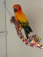 zonparkiet man, Dieren en Toebehoren, Vogels | Parkieten en Papegaaien, Mannelijk, Parkiet, Geringd