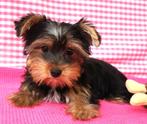 Super leuke Yorkshire pups!, Dieren en Toebehoren, Yorkshire Terriër, 15 weken tot 1 jaar, Buitenland, Meerdere