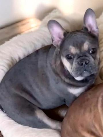 franse bulldog pups,reutje,TIELT-WINGE beschikbaar voor biedingen