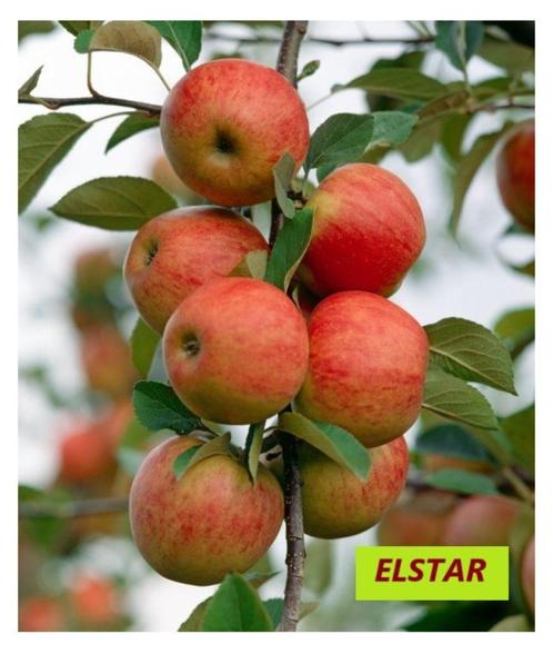 APPELBOMEN, oa HALFSTAM "ELSTAR", 22€/stuk (Laagstam 15€/st), Tuin en Terras, Planten | Fruitbomen, Appelboom, 100 tot 250 cm