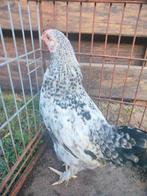 Leg kipjes, Dieren en Toebehoren
