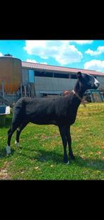 Zwartbles, Dieren en Toebehoren, Schapen, Geiten en Varkens