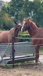 Ruiter aangeboden, Animaux & Accessoires, Chevaux