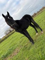 Fries jaarling hengst, Dieren en Toebehoren, Paarden, Hengst, Ontwormd