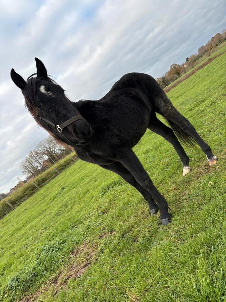 Fries jaarling hengst, Dieren en Toebehoren, Paarden, Hengst, Ontwormd