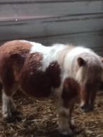 Hengtje, Dieren en Toebehoren, Schapen, Geiten en Varkens