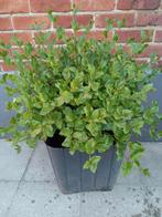 Leuke plant in pot, Tuin en Terras, Planten | Struiken en Hagen, Ophalen