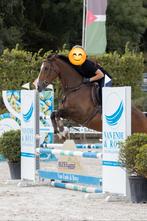 Springpaard, Animaux & Accessoires, Chevaux, Hongre, Avec pedigree, 160 à 165 cm, Cheval de saut