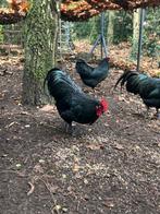 Australorp haan zwart, Dieren en Toebehoren, Pluimvee, Mannelijk, Kip