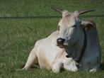 Mini-zeboe koppel (drachtige vaars + stier) minizebu - zeboe, Animaux & Accessoires, Animaux Autre, Mai, Plusieurs animaux