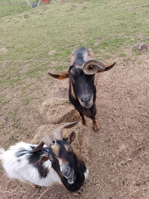 3-jarige Alpen bok, Dieren en Toebehoren, Schapen, Geiten en Varkens