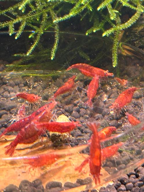 Sakura red garnalen, Dieren en Toebehoren, Vissen | Aquariumvissen, Kreeft, Krab of Garnaal