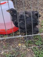 Brahma kuiken, Dieren en Toebehoren