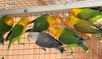 Fischeri Yellow Face., Dieren en Toebehoren, Vogels | Parkieten en Papegaaien, Dwergpapegaai of Agapornis
