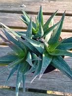 Aloë Vera, Tuin en Terras, Ophalen