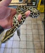 Femelle Python molure juvénile, Dieren en Toebehoren, Slang