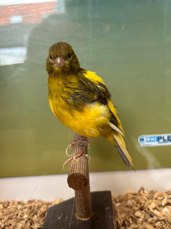 Fife Fancy kanarie – jonge vogel uit hobbykweek, Dieren en Toebehoren, Vogels | Kanaries, Postuurkanarie