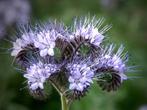 10 zaden phacelia - bijenbrood, Zaad, Verzenden