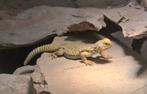 Gezocht uromastyx 1.1, Dieren en Toebehoren, Hagedis, Tam, 0 tot 2 jaar