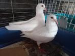 Koppel jonge witte reisduiven.