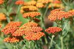 Achillea 'Feuerland', Ophalen, Vaste plant