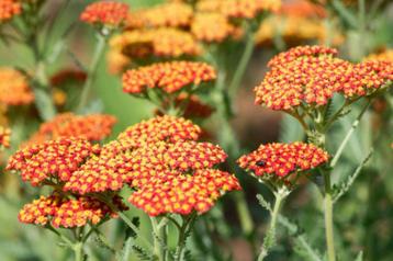Achillea 'Feuerland' beschikbaar voor biedingen